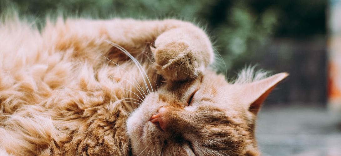katze