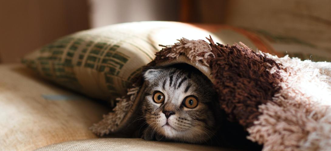 katze